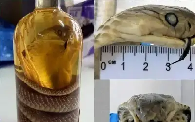 امرأة نيسان ـ بطريقة لا تخطر على بال.. امرأة