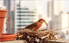 صحة ـ الطيور تحمي أعشاشها من الطفيليات بسموم