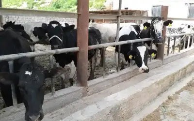 العرسان يتصدر هدافي دوري المحترفين لكرة