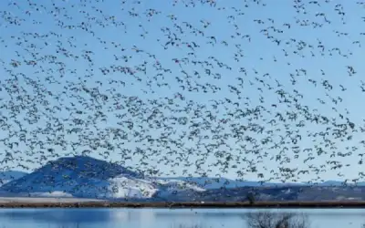 تعرف على شروط تأجيل “خدمة العلم”