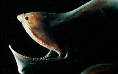 علمنا عال فعاليات وطنية في مركز