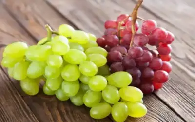 الإدارة المحلية: 17 موقعا لجمع الكلاب