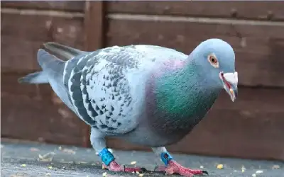 منوعات ـ السر يختبئ في الكبد.. كيف يجد