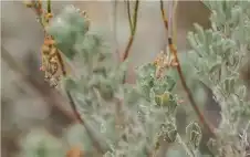 صحة ـ علماء روس يطورون دواء من الشيح