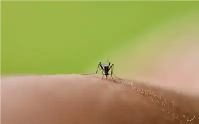 صحة ـ مرحاض للبعوض يكشف عن فيروس لم